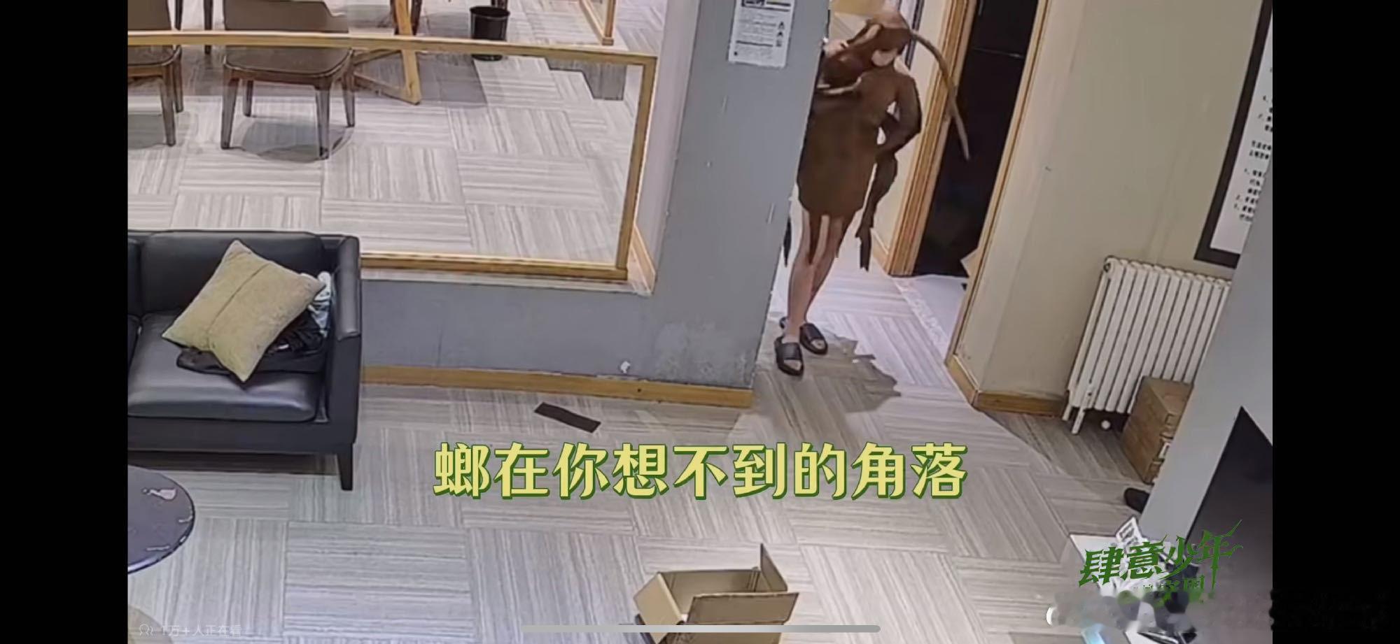 谁的螂？[流鼻血] ​​​