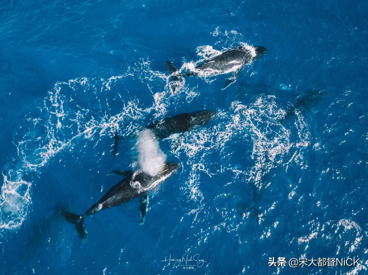 "人一旦有了梦想， 
怎么活都是有灵魂的。"
📷：宋大都督
@Tonga🇹?