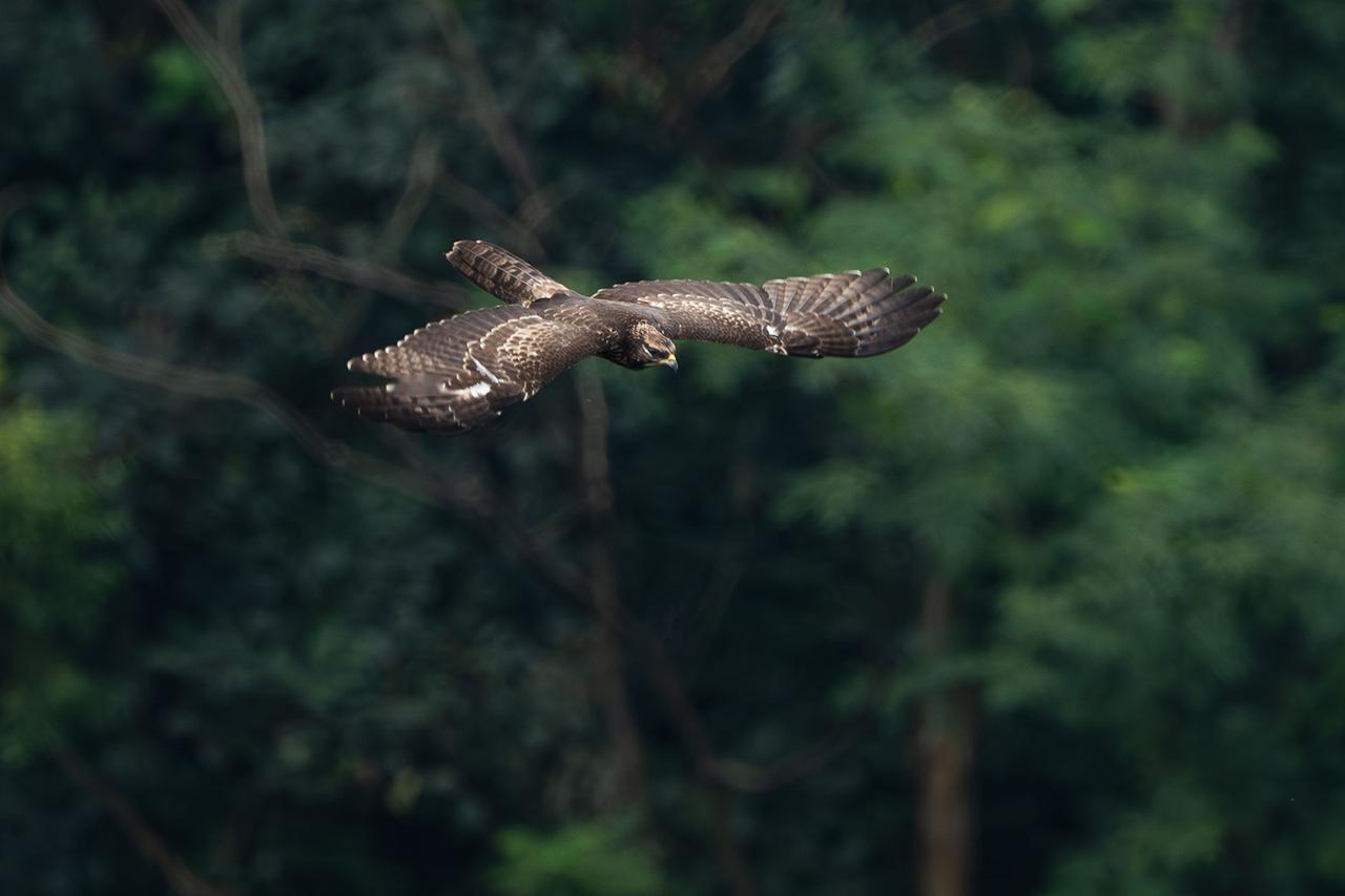 都是二级一级了，够珍稀吧