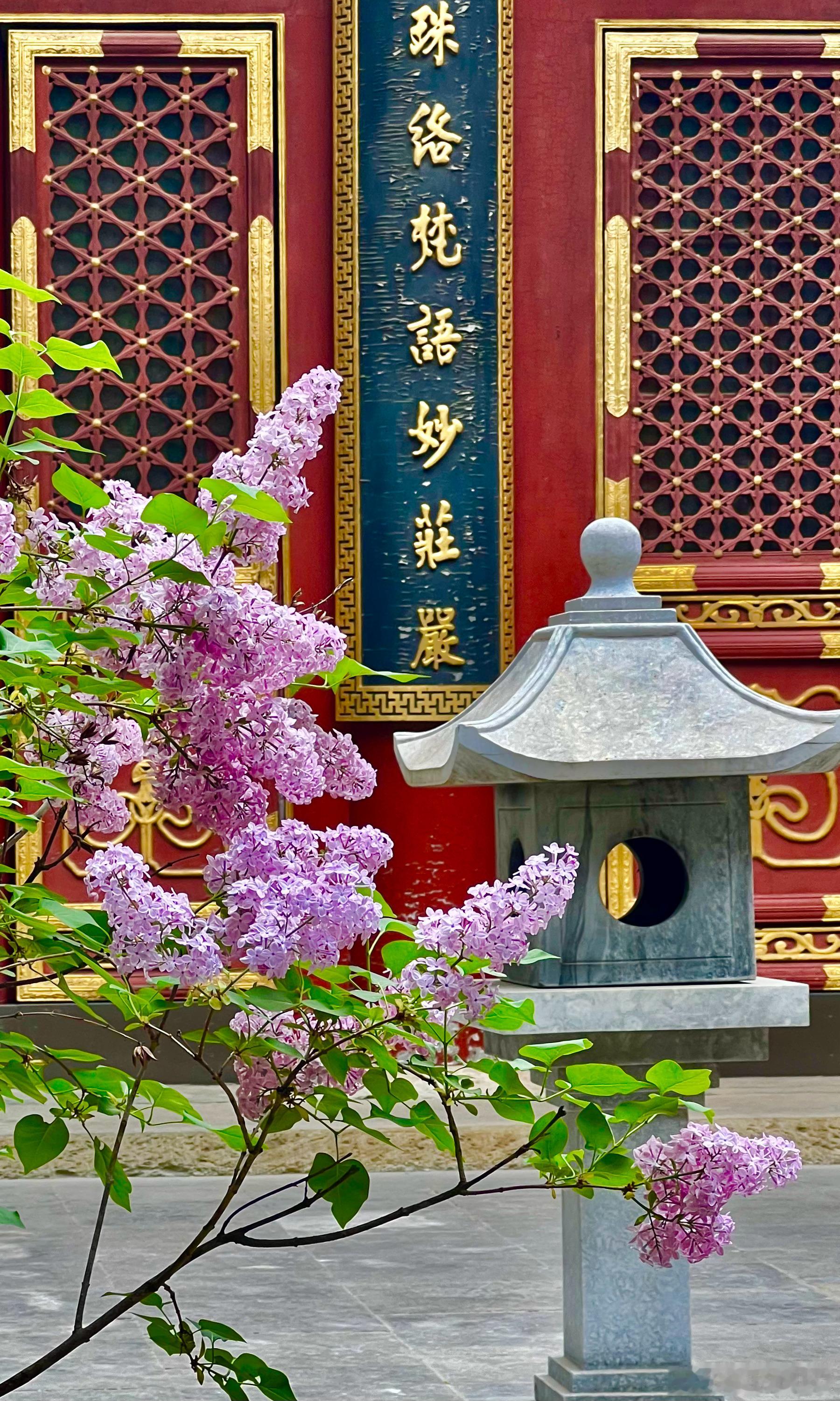 国家植物园 卧佛寺 紫丁香摄影​​​