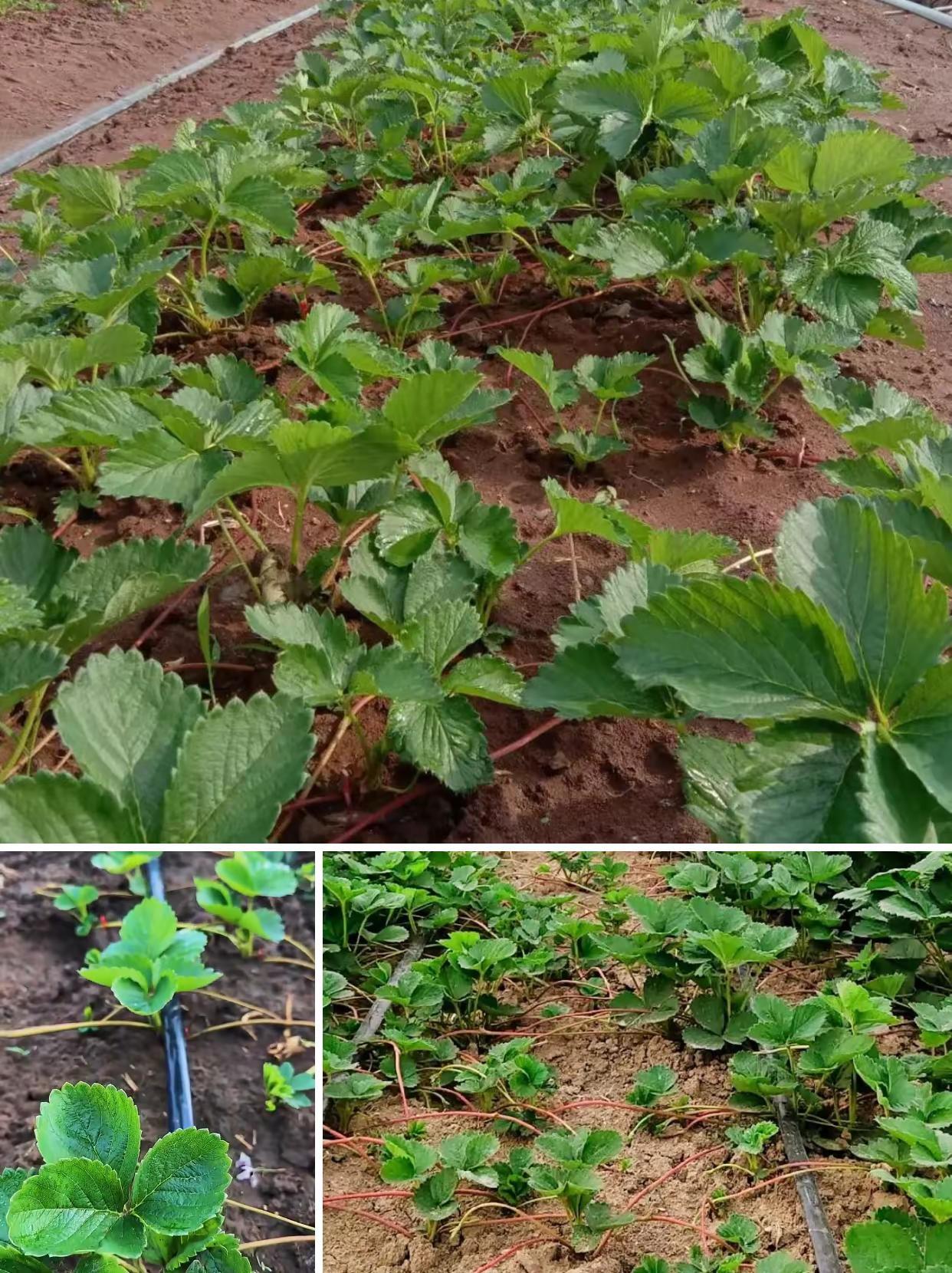 🍓 7月草莓育苗｜保姆级管理步骤。📌 核心口诀：上控下促 + 抗逆防害🌱 