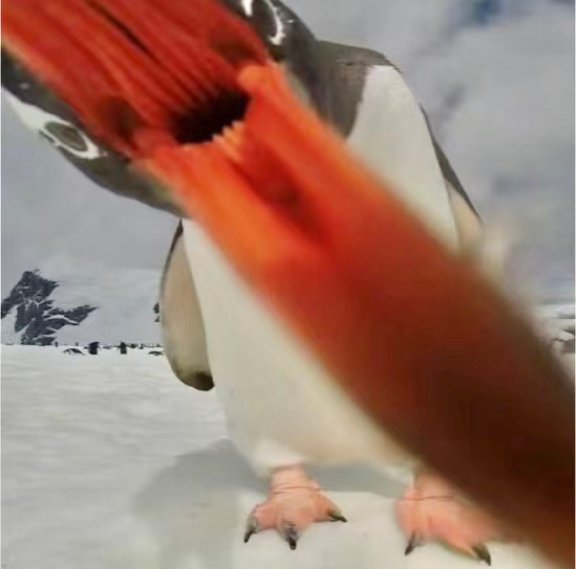 白眉企鹅的血盆大口🐧 