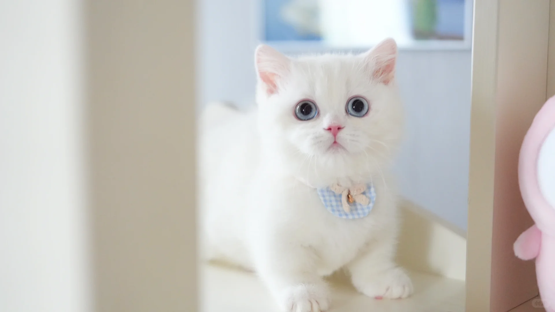 白白胖胖惹人爱 蓝眼纯白曼基康矮脚猫