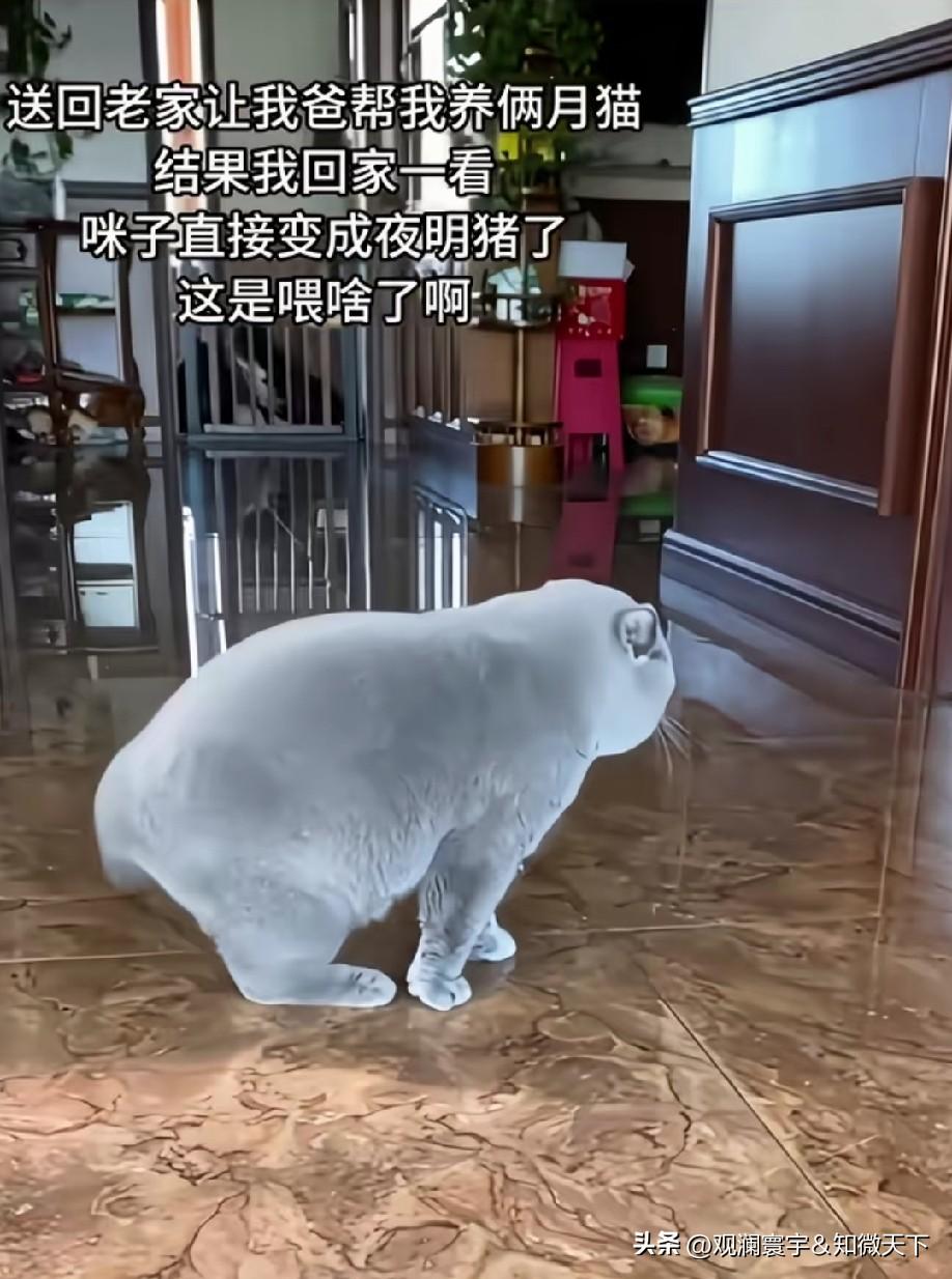 这个猫在发光唉，
是擦了荧光剂吗[捂脸]