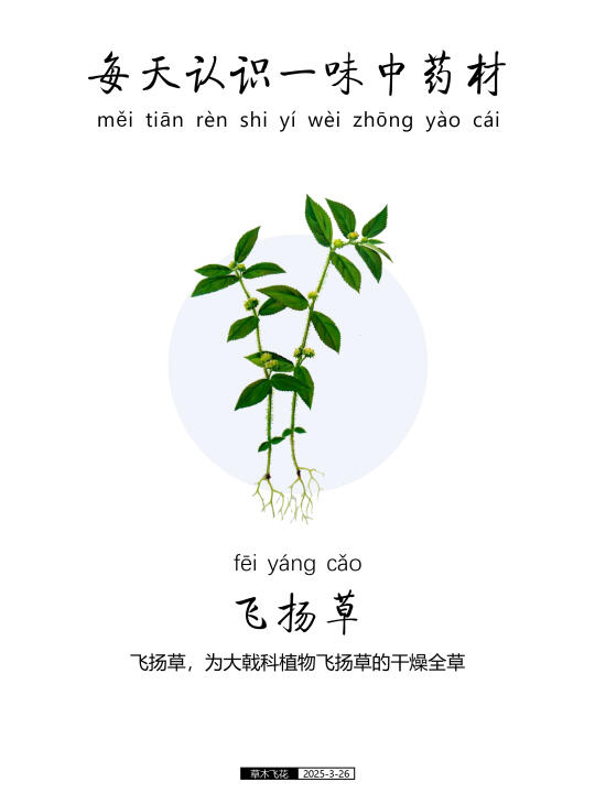 每天认识一味中草药-飞扬草🍀