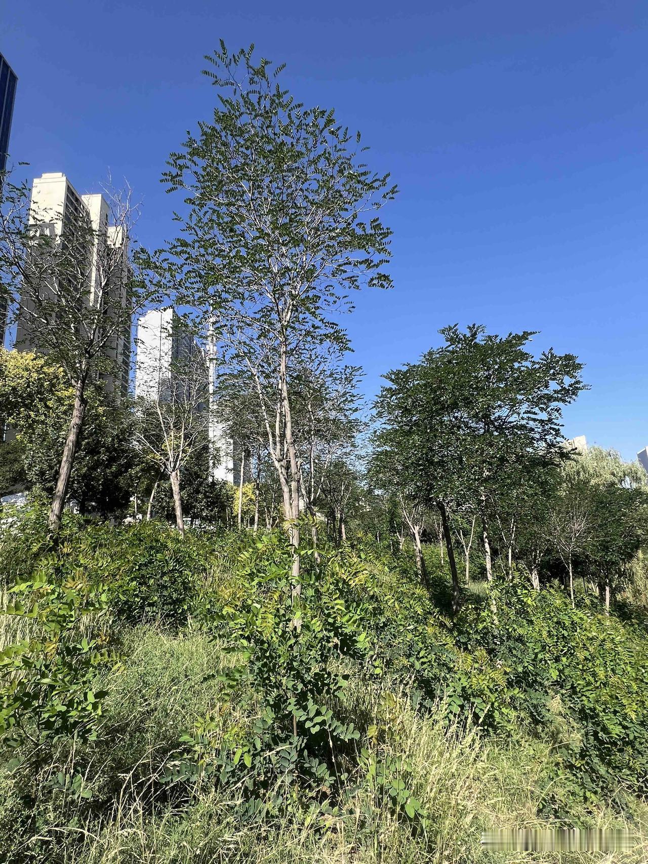 盛夏伏天，天空澄澈湛蓝，河道路旁静谧幽深，绿树层层叠叠，枝叶繁茂如画。走累了，劳