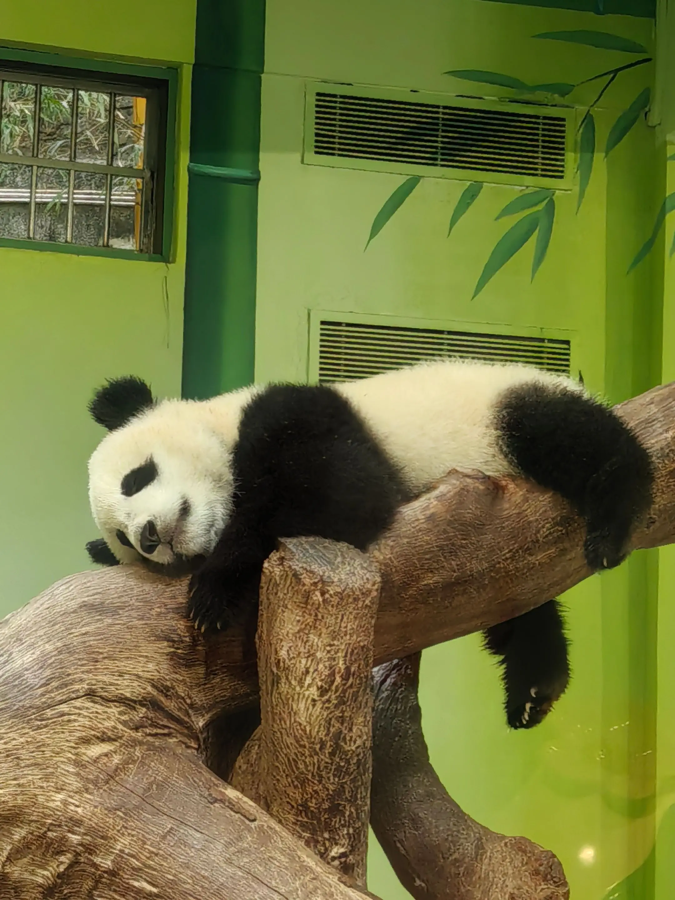 妹猪：这么热的天吹空调比较适合😄