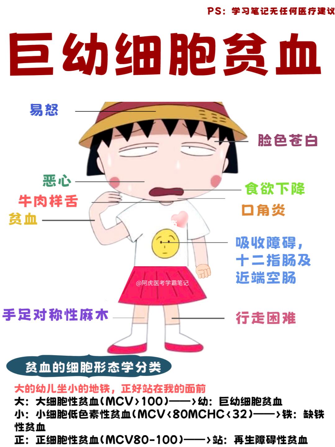 阿虎医考学霸笔记：当小丸子患巨幼细胞贫血