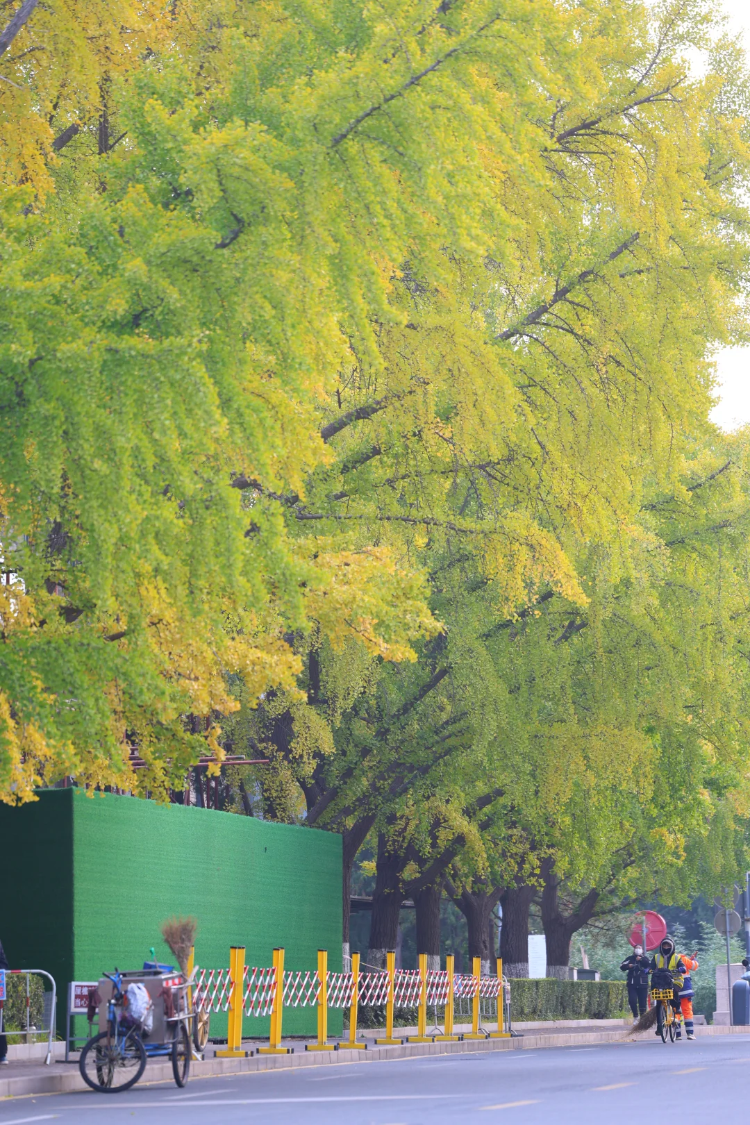 10.23实况，北京赏秋第一波银杏变黄了！