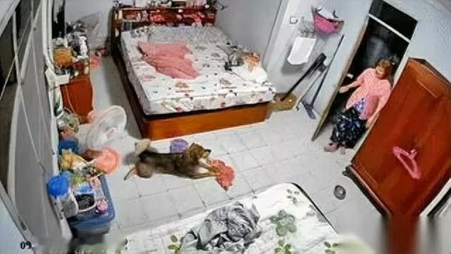 狗狗突然咬主人！

女主人打招呼时它还摇尾巴

下班回家说句“晚上好”，自家狗狗