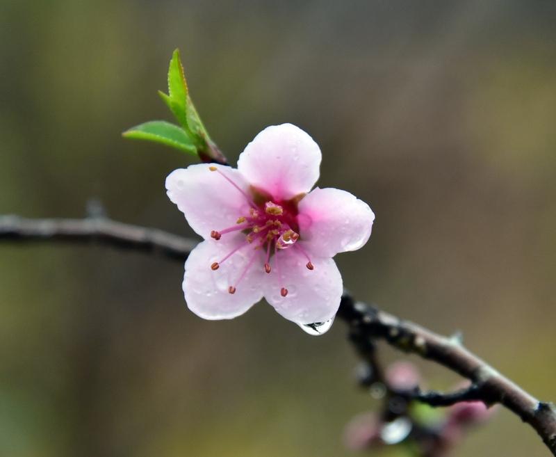 清平乐

心怡何处？
一片桃花雨。
不晓何时依旧语，
香径芳园独步。

小笺写满