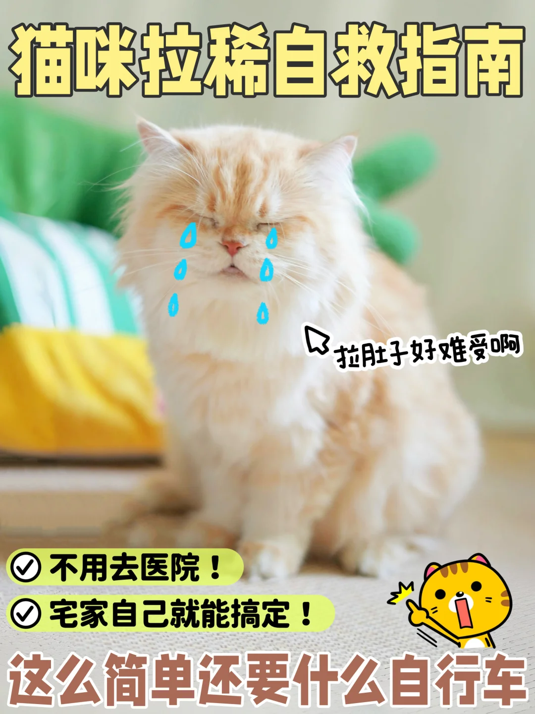 猫咪拉肚子自救指南，这么简单还要啥自行车
