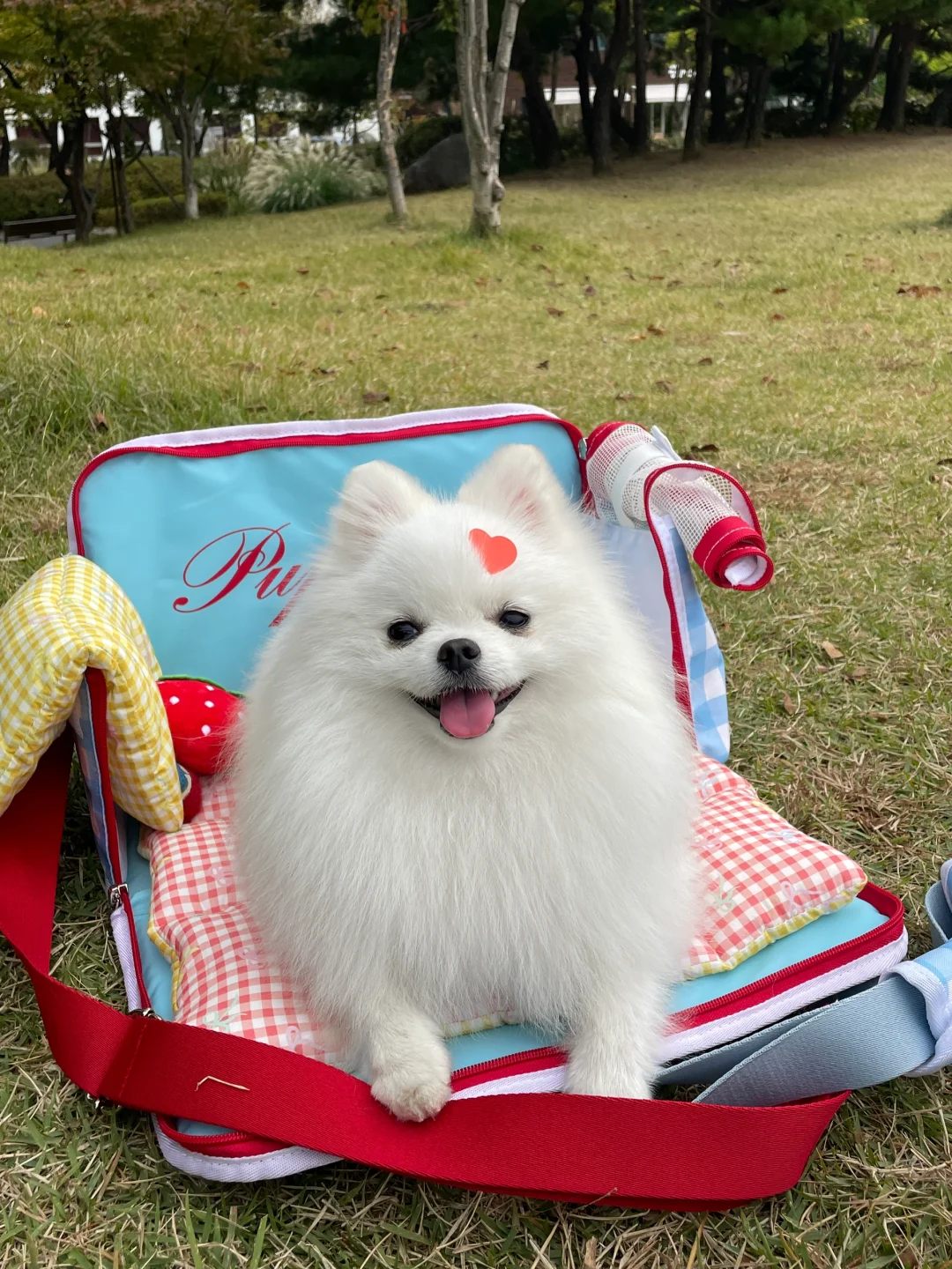 是谁的包包能变小沙发呀