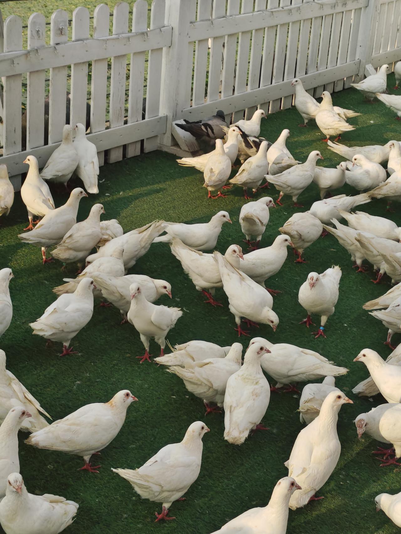 田永明这名字，听着普通，干的却是吓人勾当。早年间他因强奸赵某某被判刑，坐牢不说，