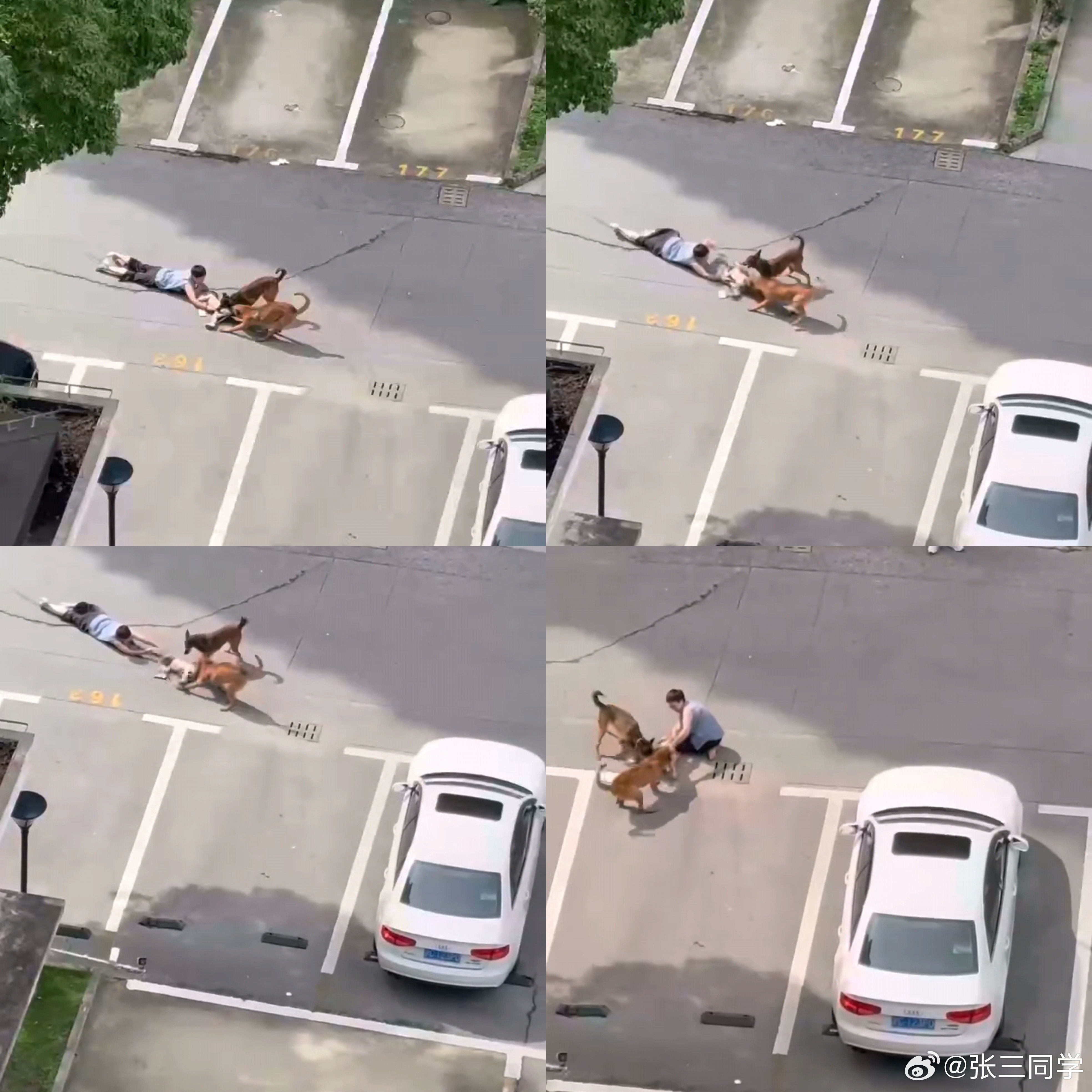 幼童在小区被恶犬撕咬拖行 上海两只狗咬住一幼童拖行