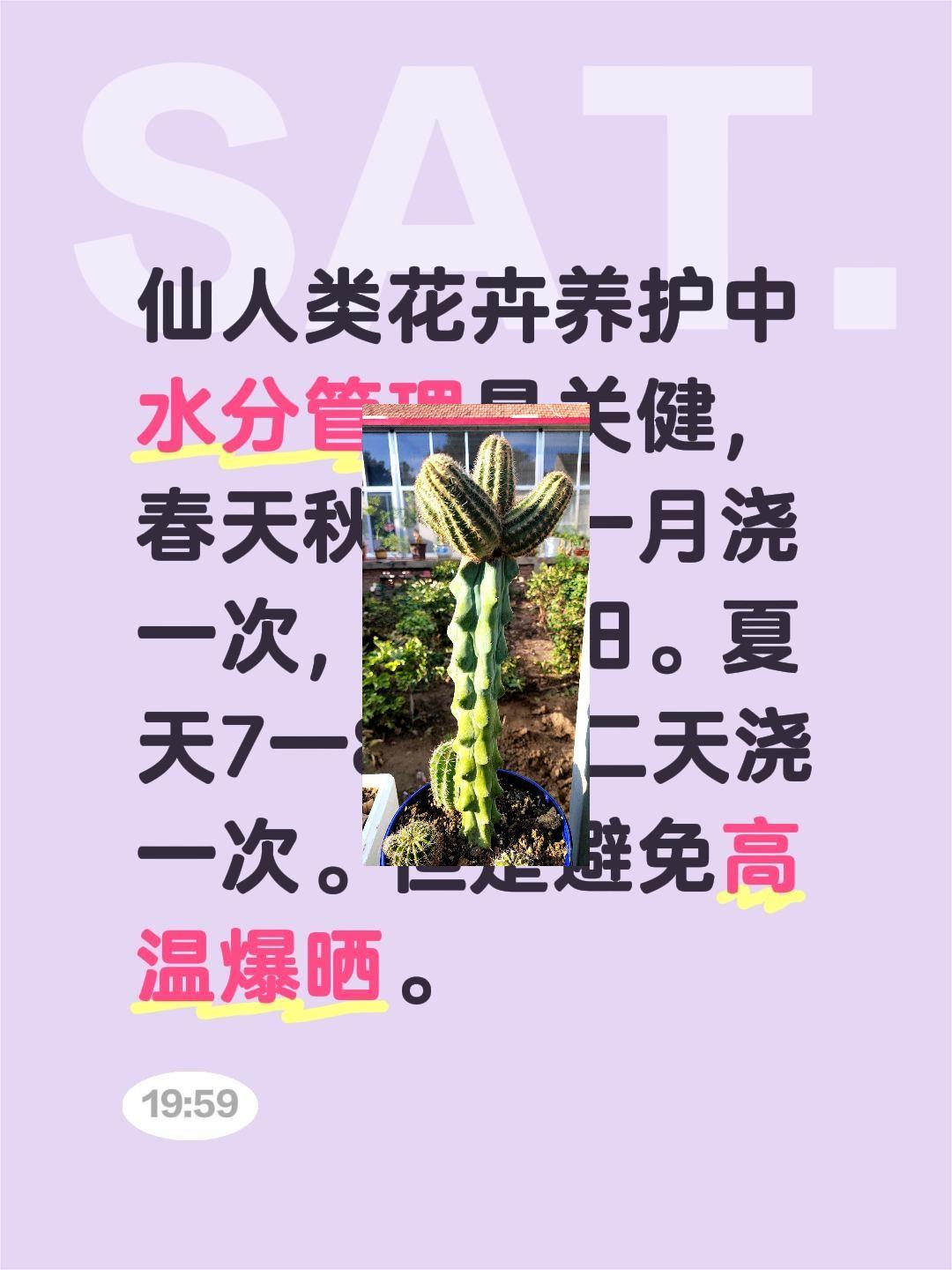 我评论了@刘洪彬养盆景 的作品:
仙人类花卉养护中水分管理是关健，春天秋天可一月