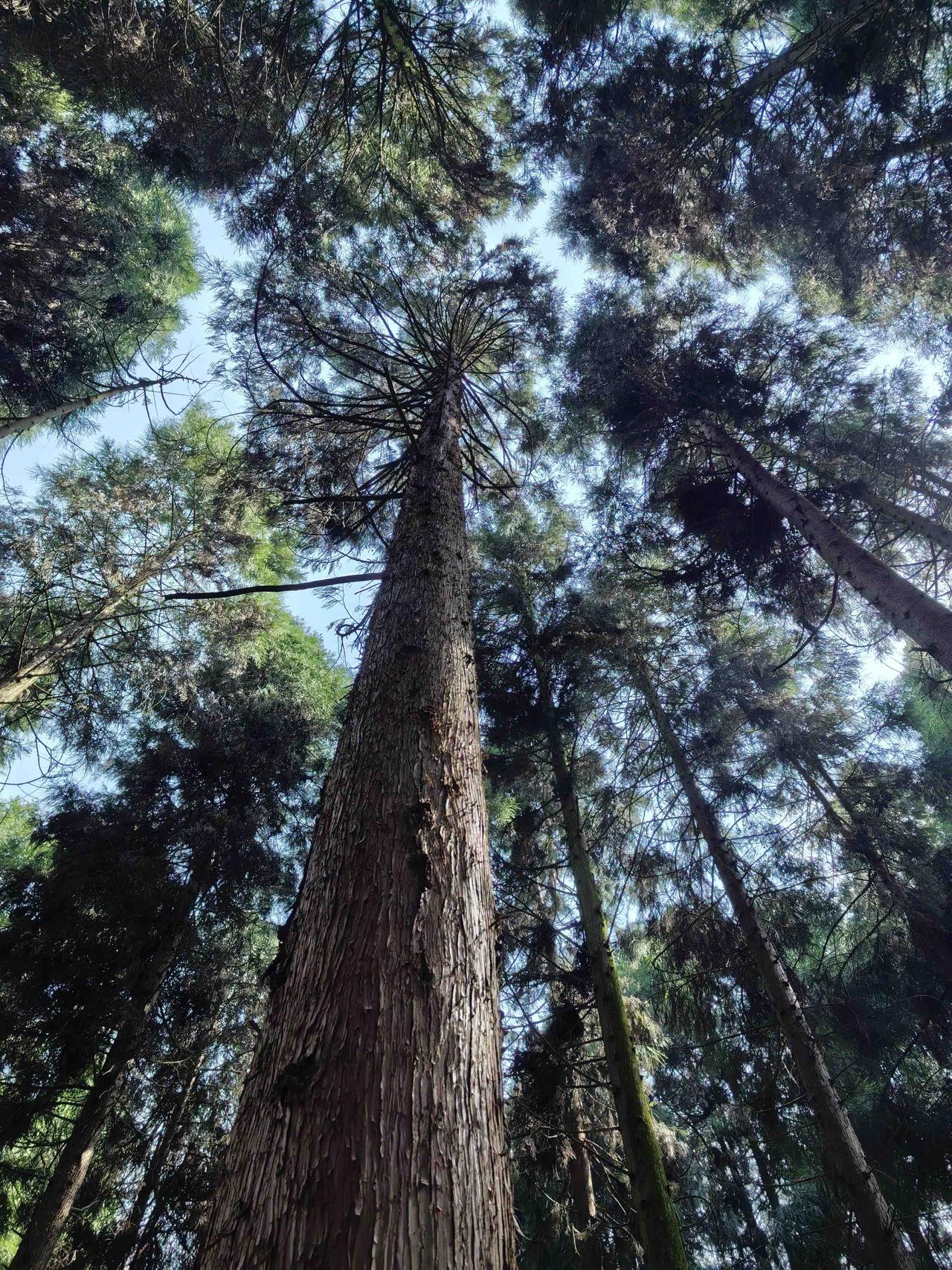 桂东曾有一位农夫，准备盖新房。他早就相中了山上最高大的一棵杉树，想砍来用作房梁。