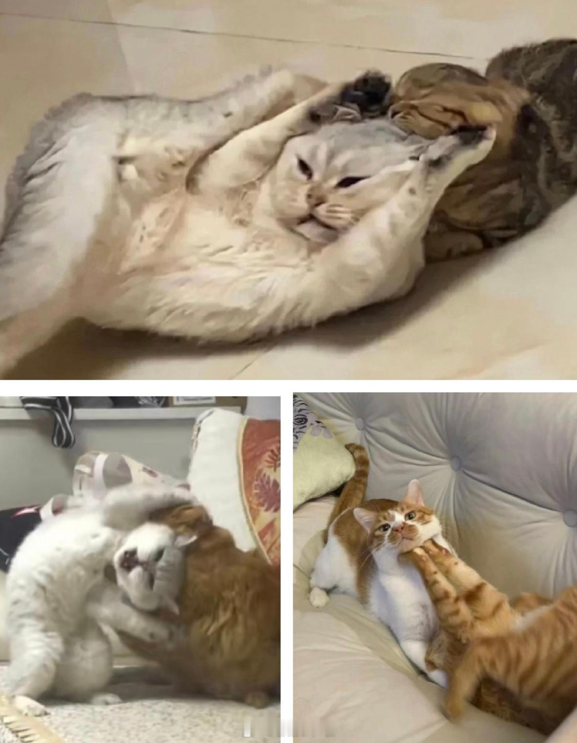终于知道养猫为什么要养两只了，打架比电影还好看哈哈哈哈哈哈哈哈哈哈哈哈哈哈哈哈哈