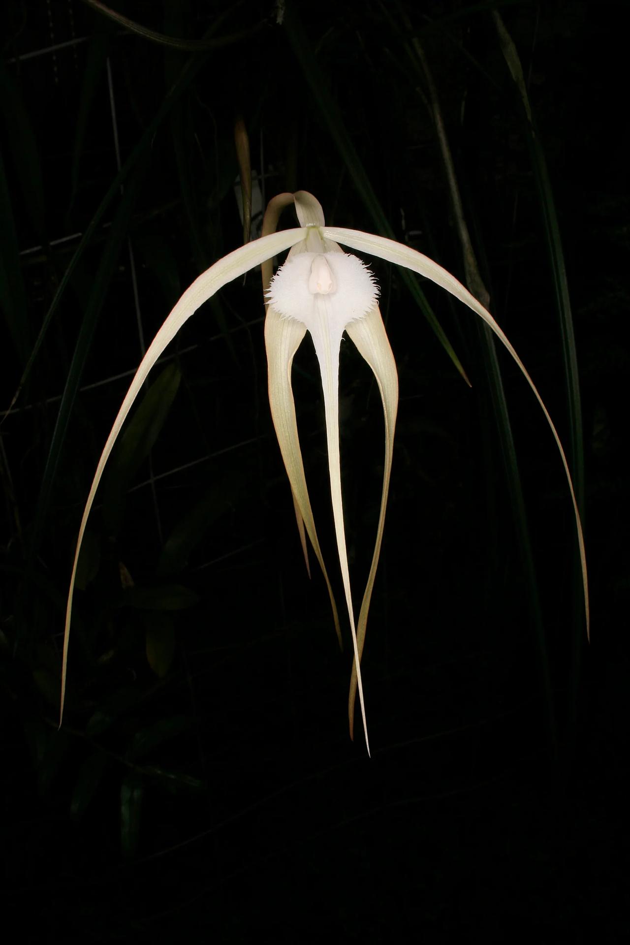 🌿 Brassavola appendiculata 流苏唇布拉索瓦兰
Bra