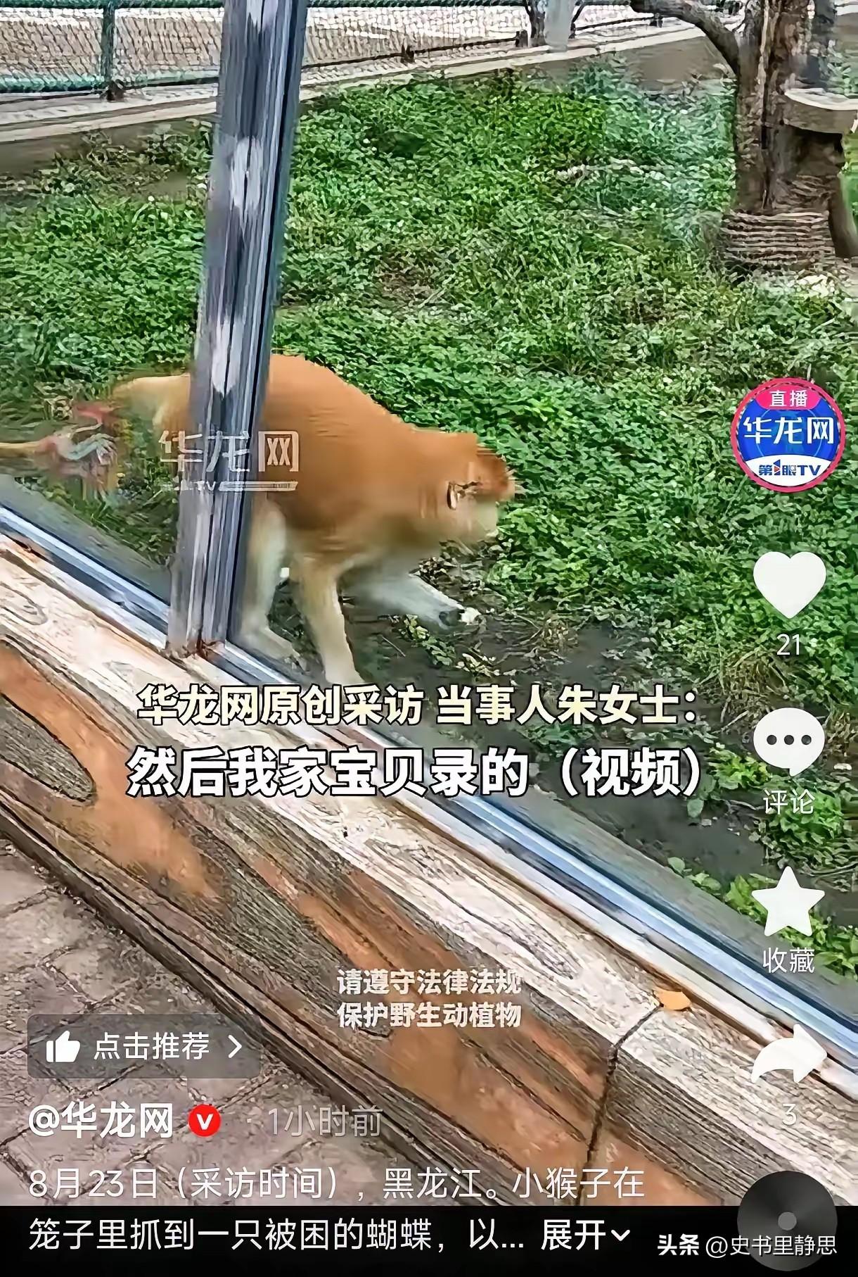 黑龙江，一女子带孩子逛动物园，孩子拿着手机到处拍，无意间录下了一段画面——一只金