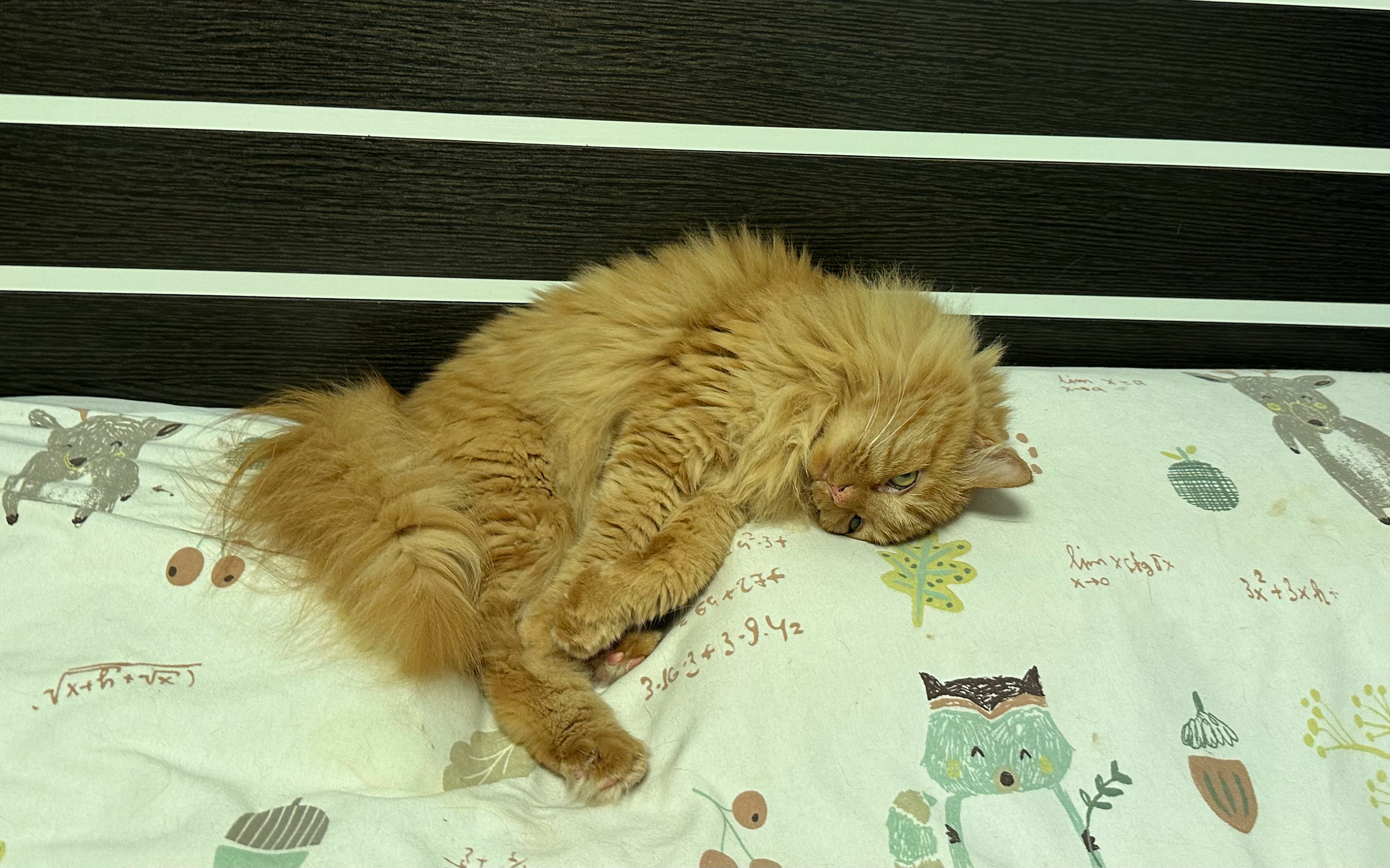晚安💤天佑流殇