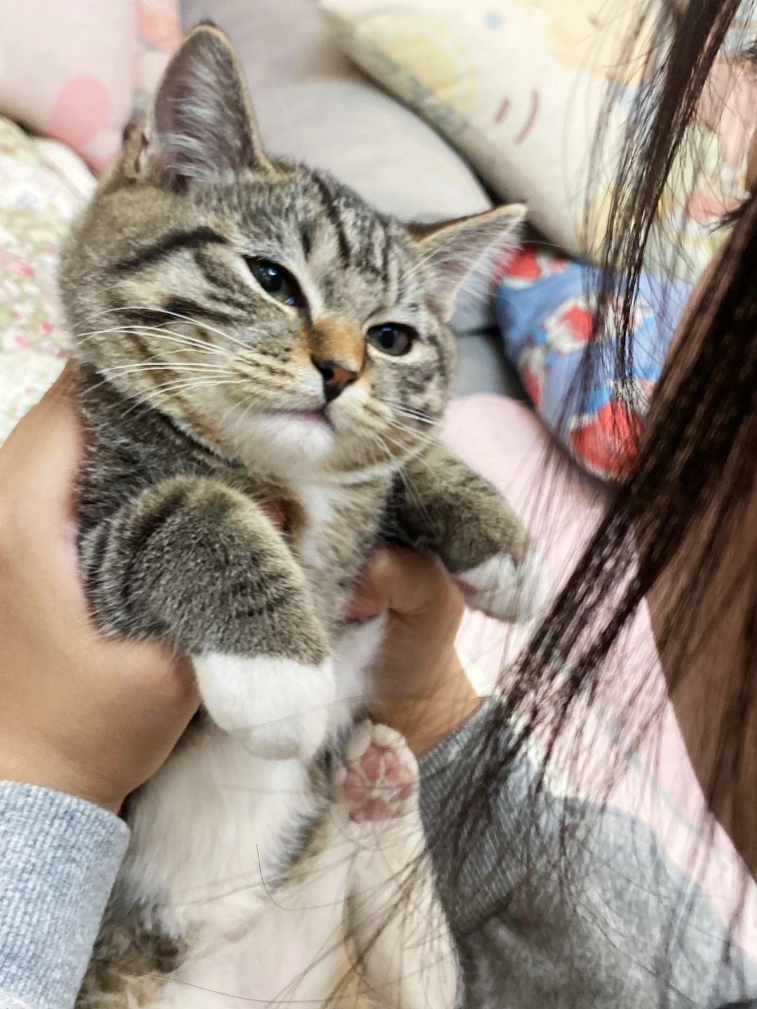 猫：阿阿阿我我不干净啦…