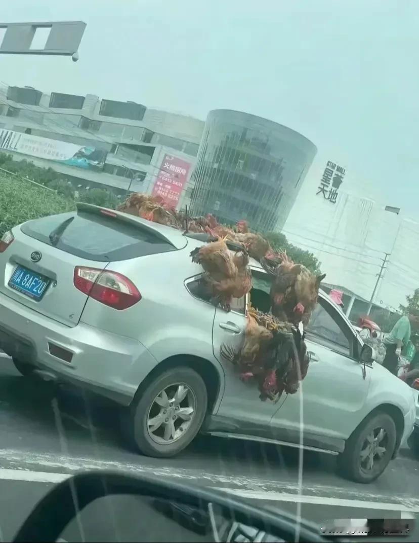 这应该是这个春节最不愿看到的情景…

前一秒，父母把大包小包塞满车，连最舍不得吃
