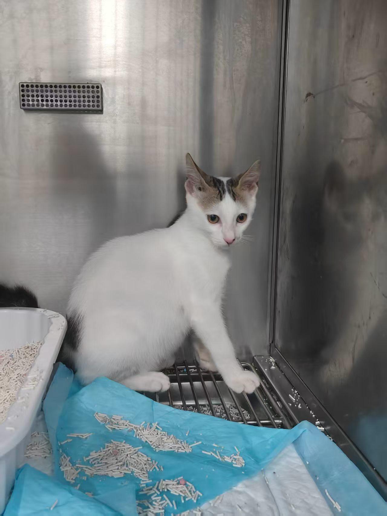 珠海，小猫咪找领养，公，已绝育，性格好，很亲人。