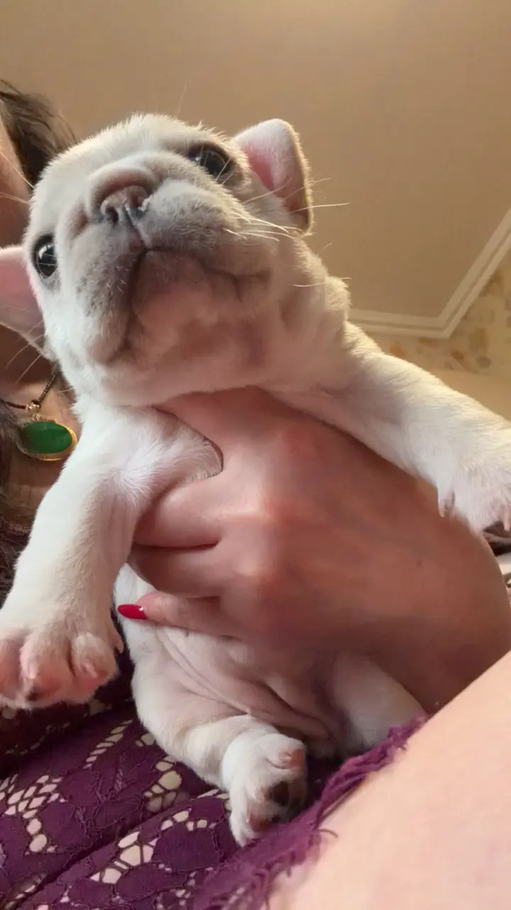 超萌小猪妹