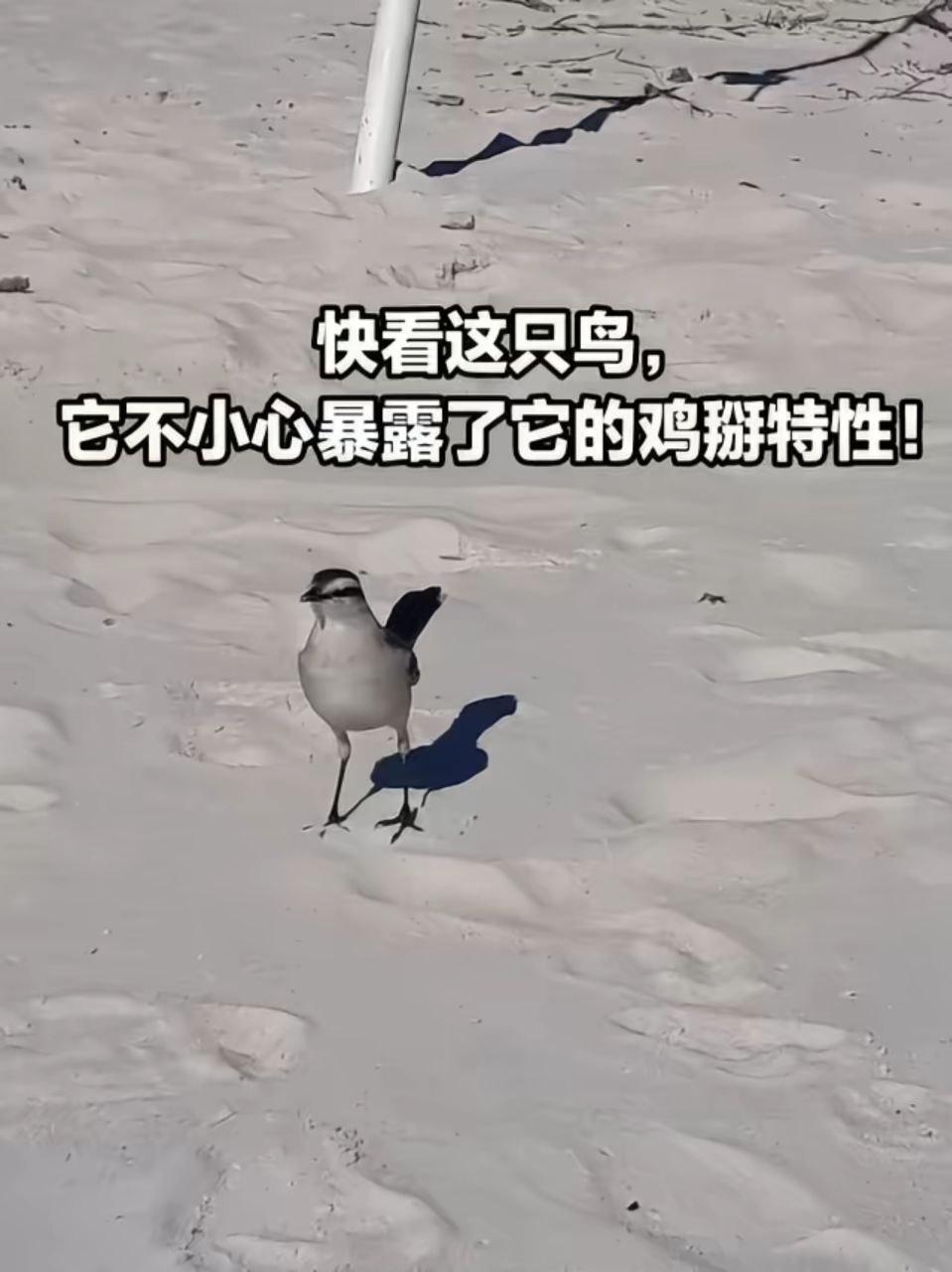 迪克鸟 