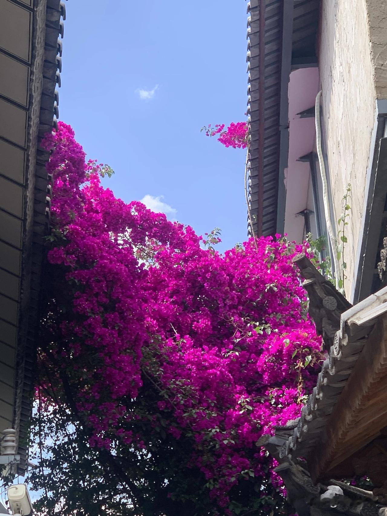 浅夏这份景，像似软烟罗。
