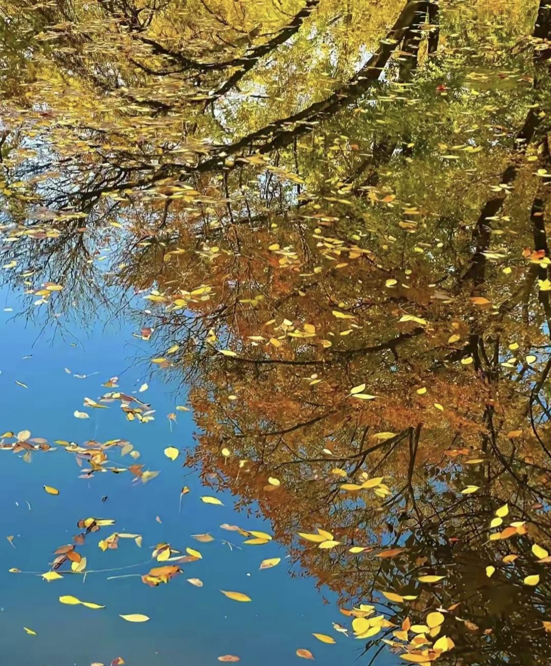 记住，一定要读懂这六种秋叶： 第一种，归根的落叶，虽已枯黄，却不忘滋养根系，懂得