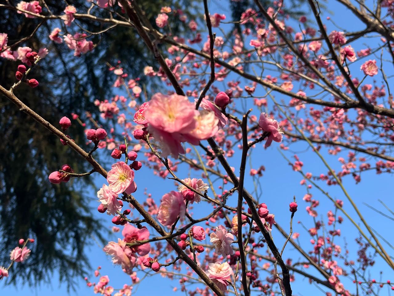 万能生活指南又到一年赏梅时，上海浦东新区的梅花竞相开放，美不胜收。