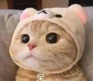 心软的人当兽医belike 怀揣满腔热爱奔赴兽医行业，享受治愈成功的喜悦，也独自