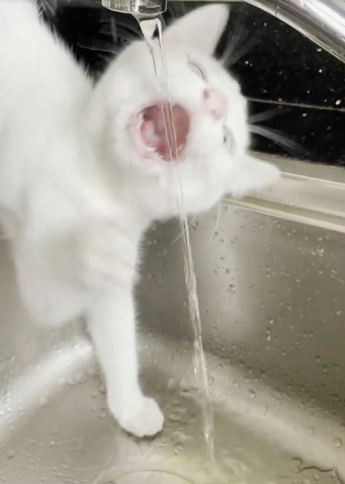 小猫温馨提醒:人类也要多喝水哦～