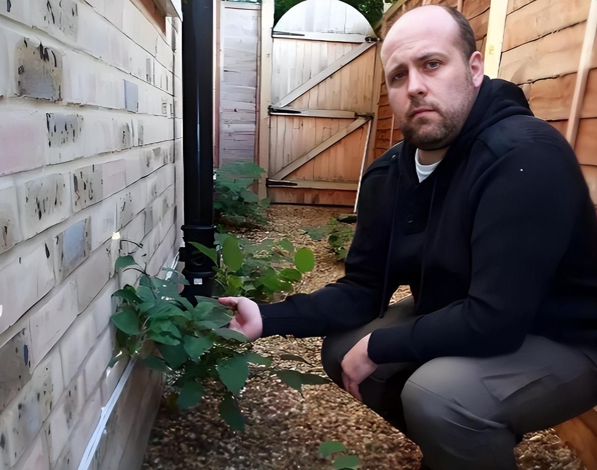 令国外痛苦的“入侵花”，在中国沦为咸菜，吃到人工种植成笑谈
虎杖，这种植物在英国