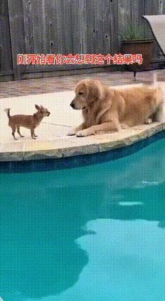 小狗：我超凶的！金毛：哦？试试就逝世
 
谁能拒绝一只狗仗人势的小奶狗呢？
 