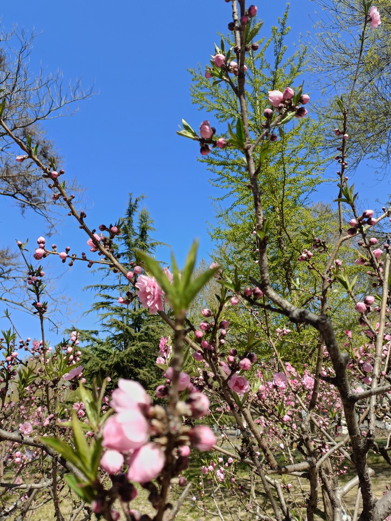 春日生活打卡季 朝阳公园在春日里简直美成了一幅画！最近去打卡，园内花开正浓。一进