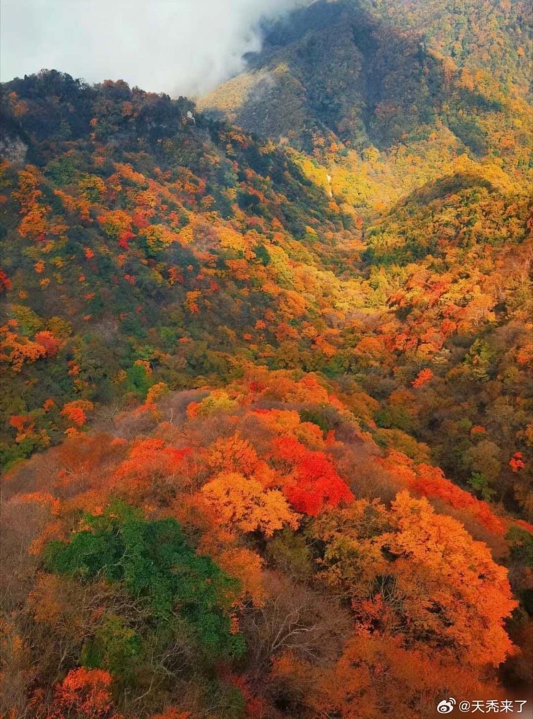 光雾山送你一整个秋天 每年秋天都被光雾山惊艳到，规模超大的红叶林区，红、黄、绿交
