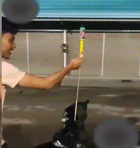 众所周知，视频是不能p的，所以这是真的！