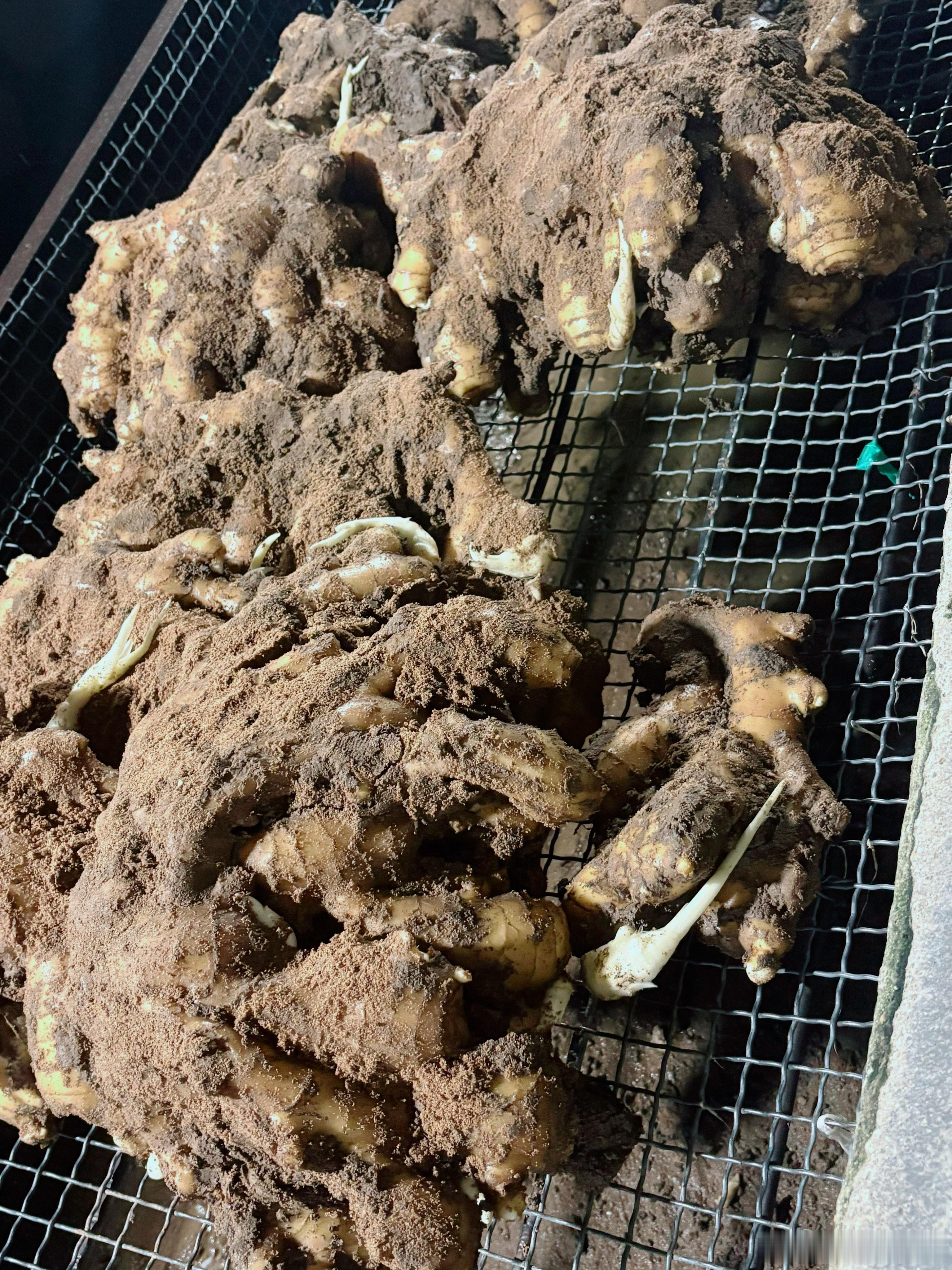 今日份洗姜日常↓忙碌的充实感爆棚～ 