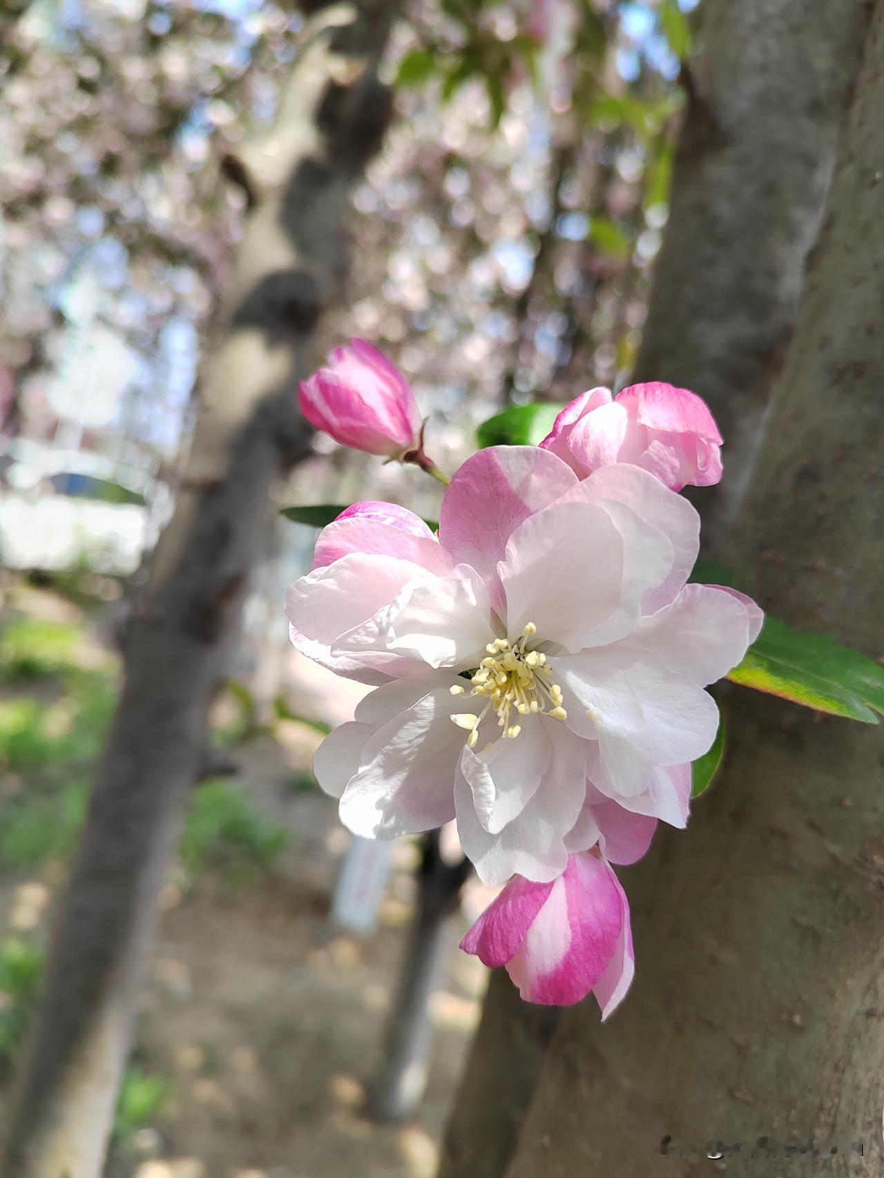 人间最美四月天，粉嘟嘟的桃花，争奇斗艳，欢天喜地的怒放着，妥妥的，美翻了天！
