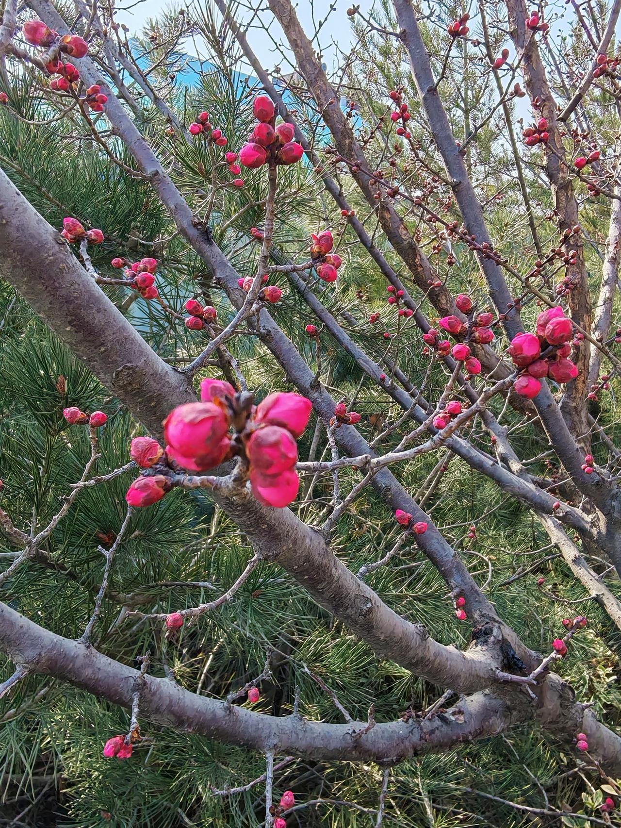分享你手机中的花花草草春天的脚步越来越近，花儿要开了，枝叶要绿了。