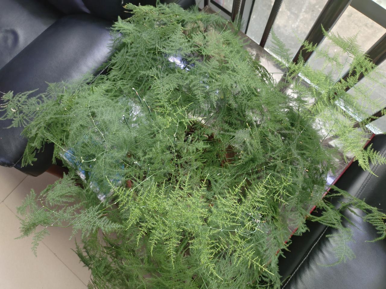 今天看到这盆文竹涨得好茂盛啊，绿色葱，心情美美的