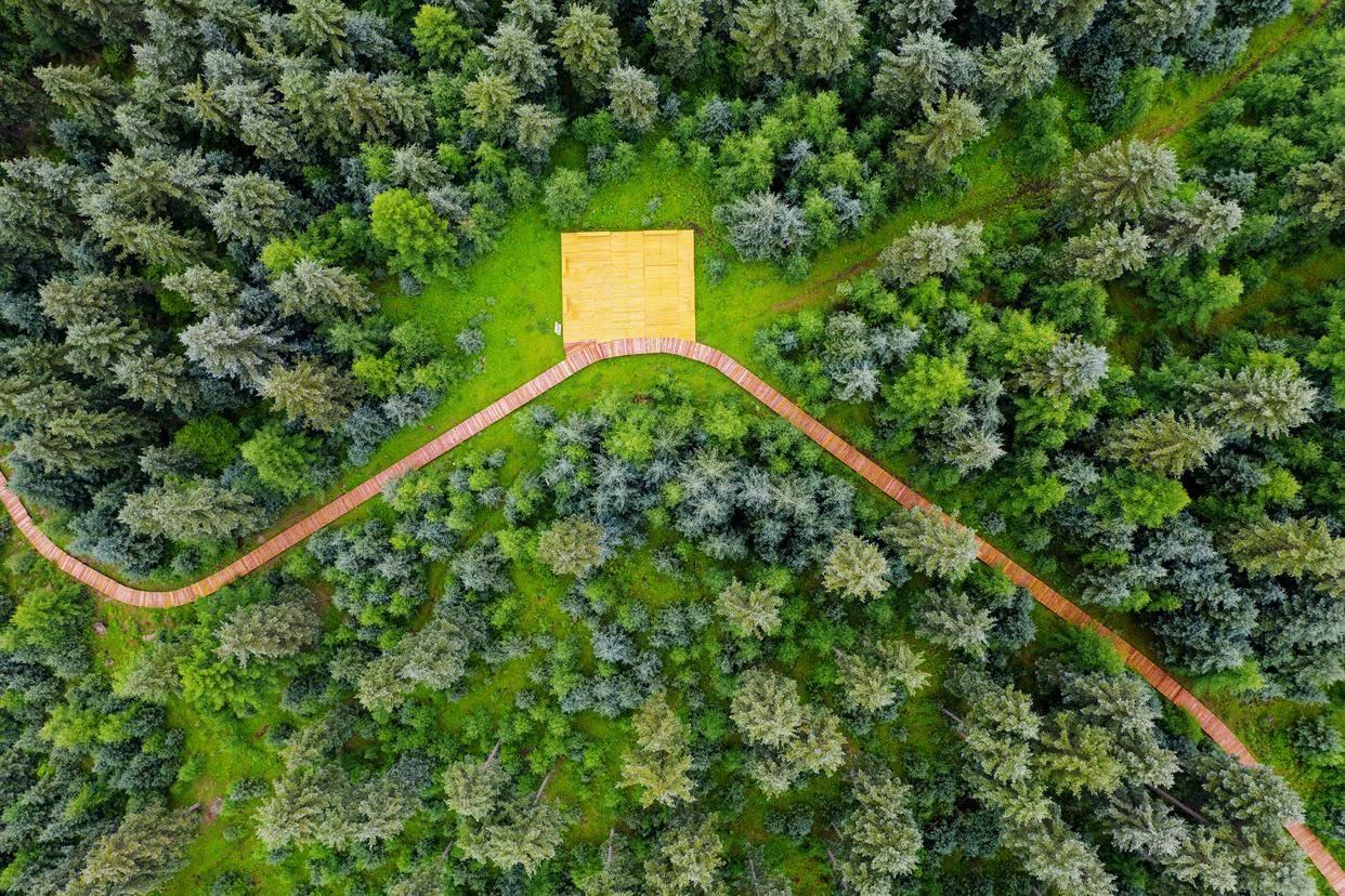 央广网: 记者从国家林草局获悉，3月21日是第14个“国际森林日”，今年的主题为