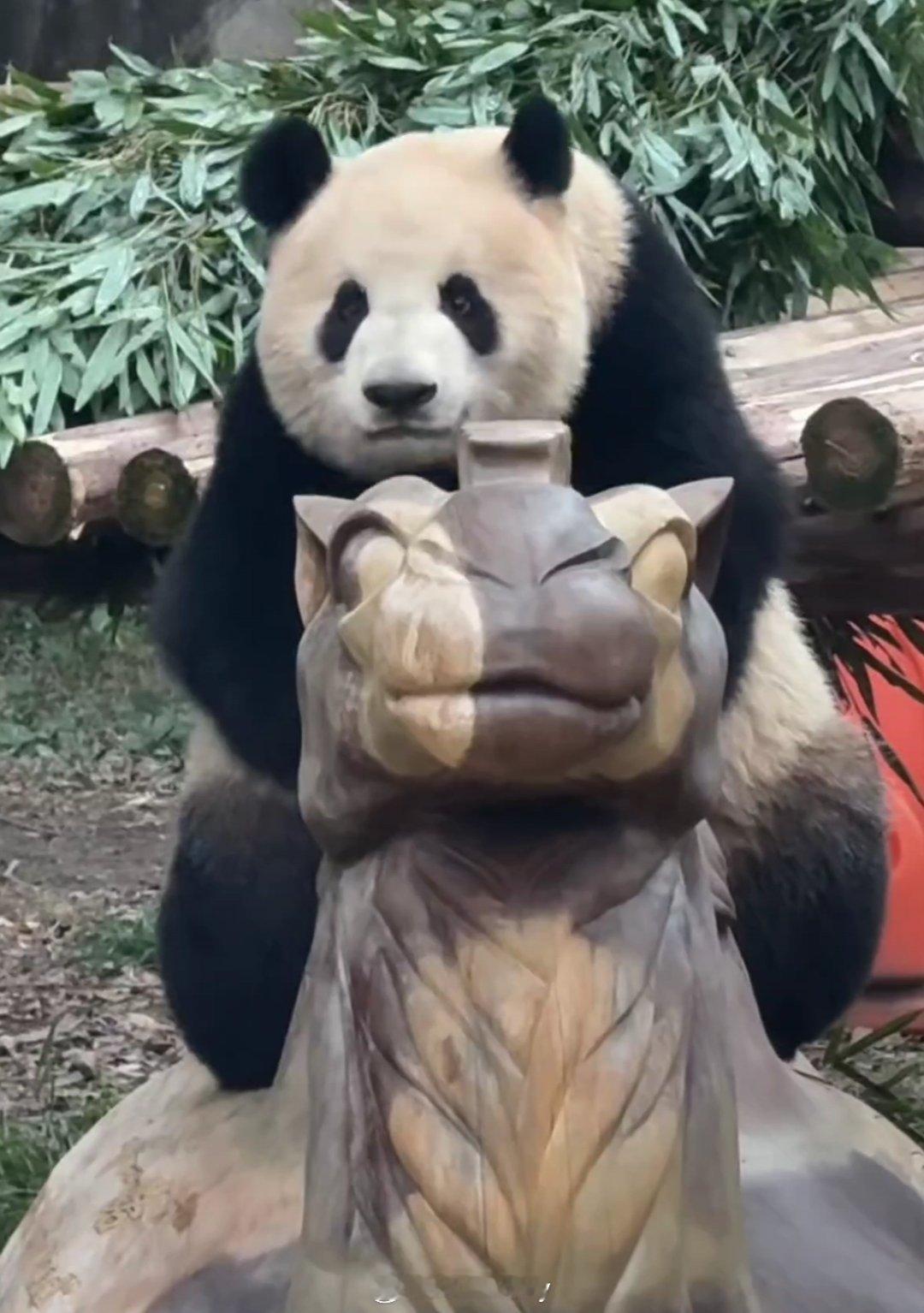 昨天莽妞妞骑骆驼🐫🐼今天莽小五骑骆驼🐫🐼 