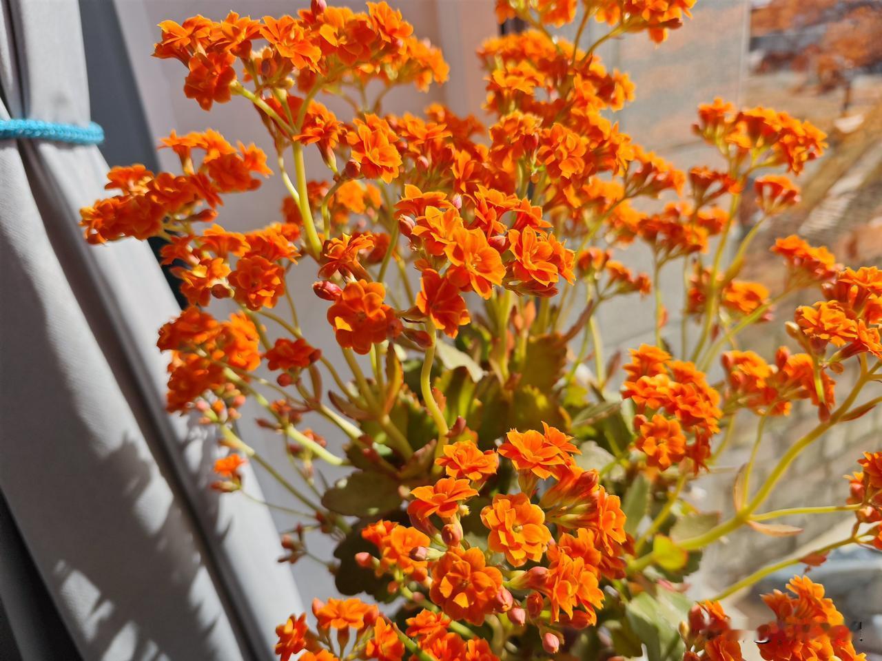 花开正艳，阳光正暖，老妈已经收拾好了一切，喜迎新年！