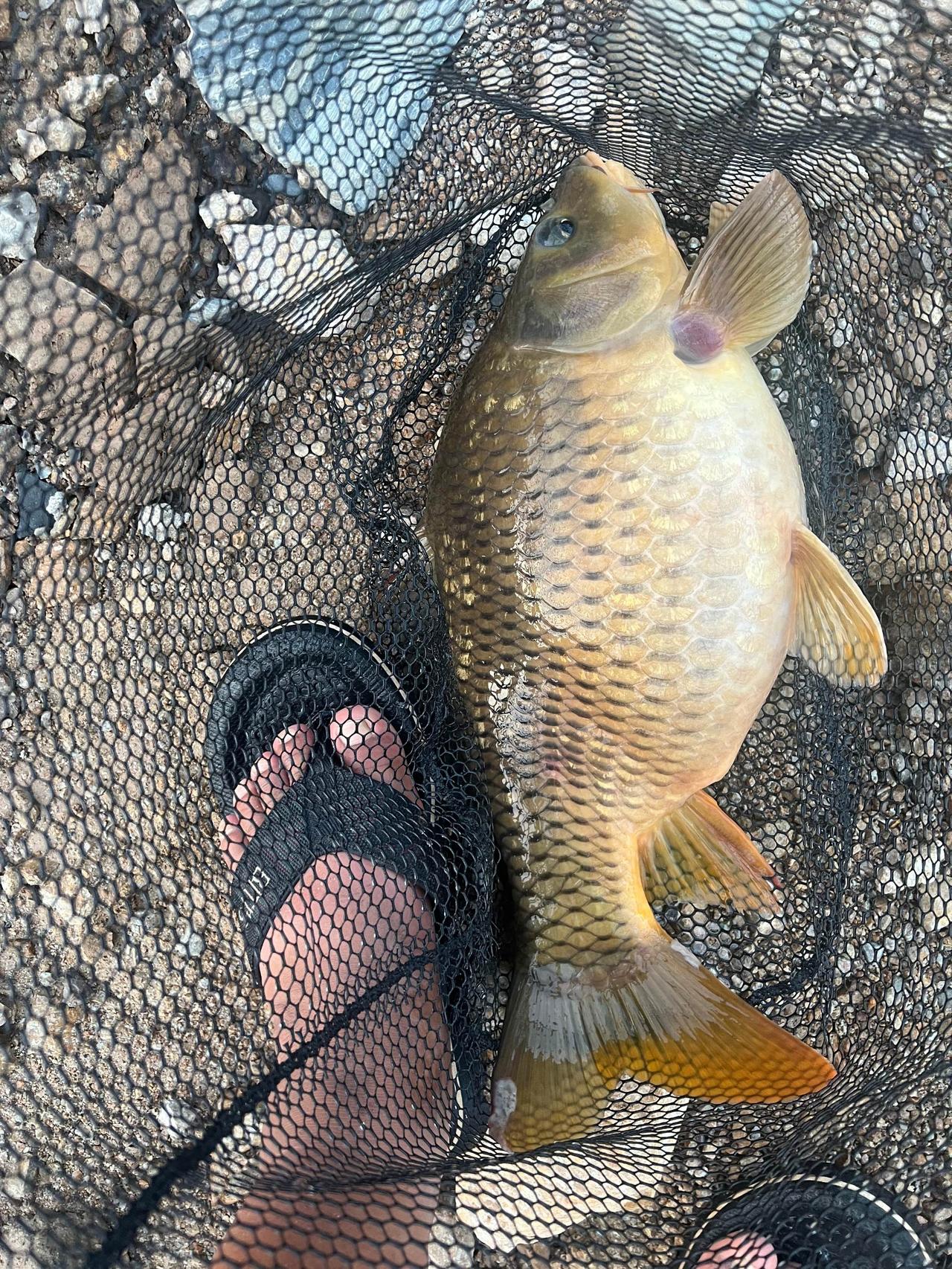 荷包鲤鱼，点赞