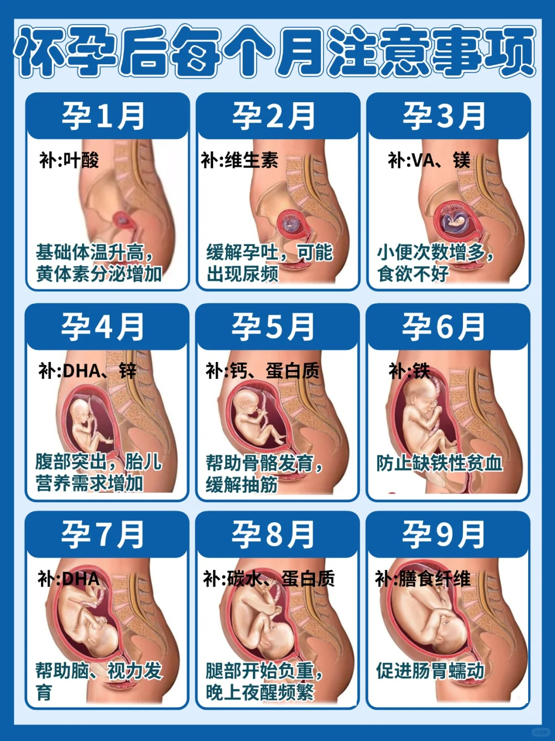 孕期1-10月胎儿发育过程㊙️不同阶段怎么吃❓