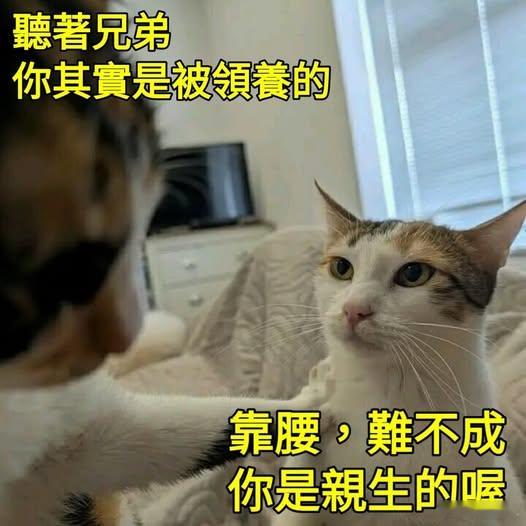 外来猫memes迷译图